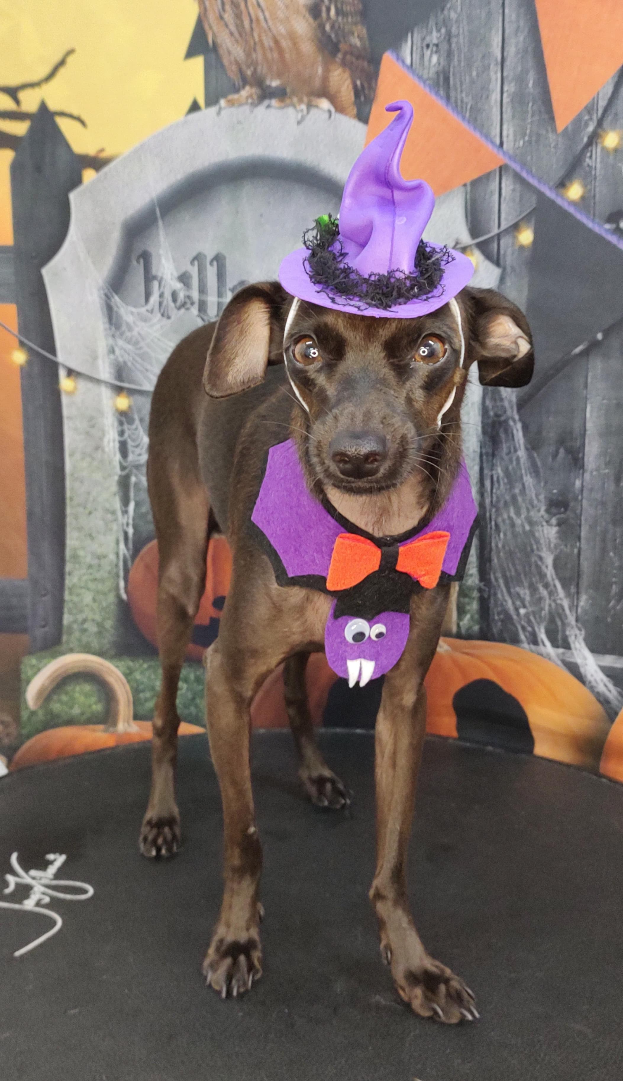 Halloween 1