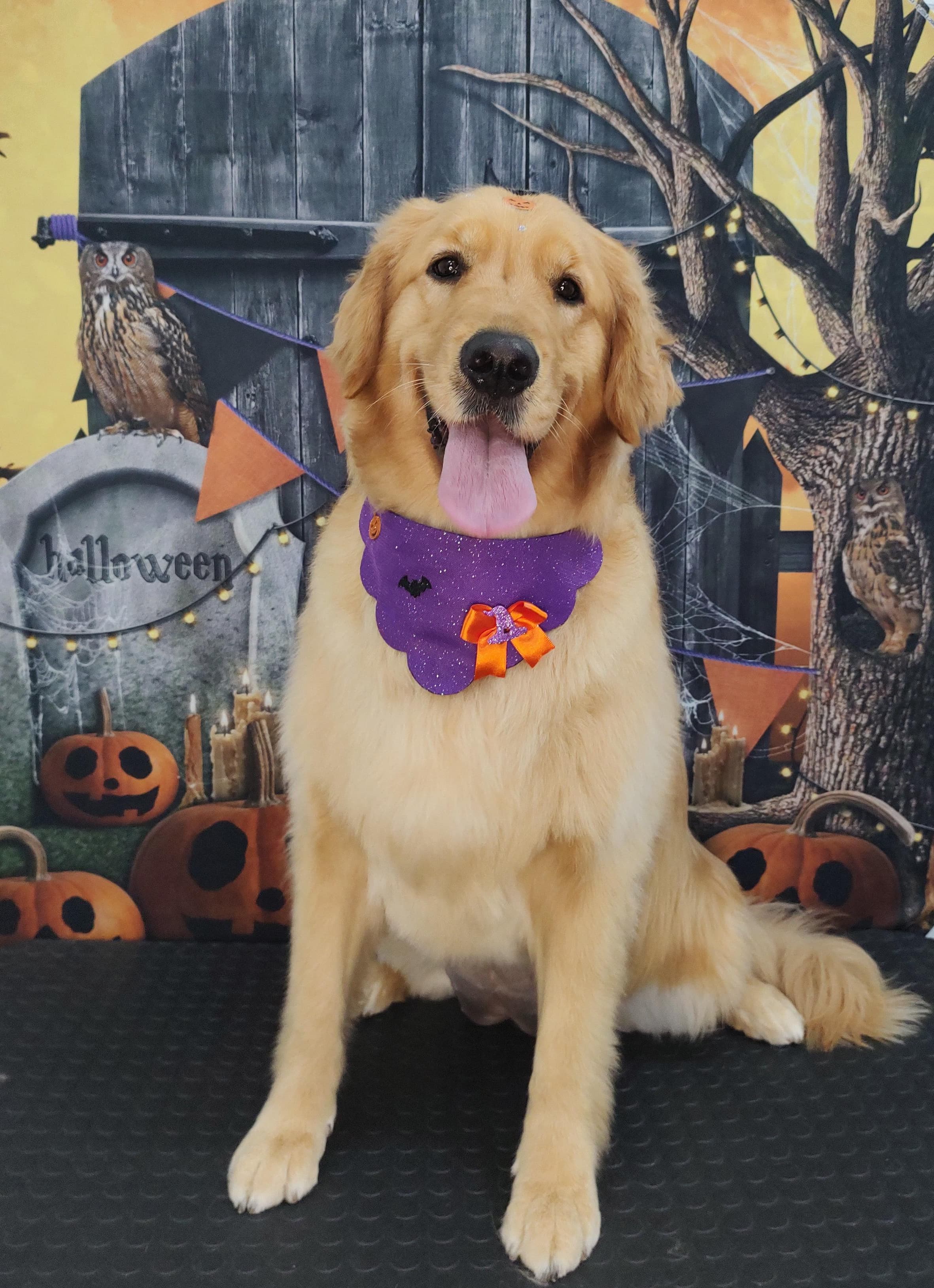 Halloween 2