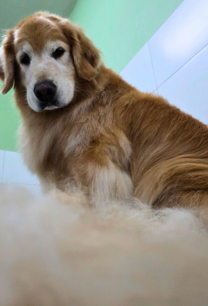 Remoção de Subpelo 2