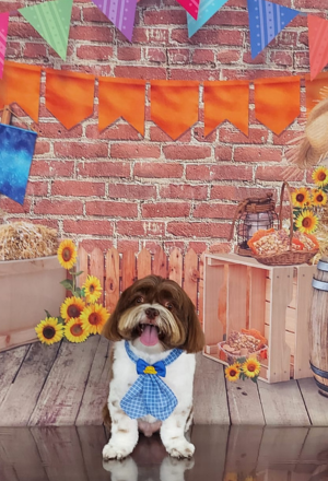 Tosa Intermediária 1