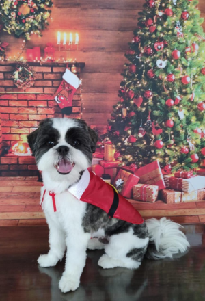 Tosa Intermediária 2