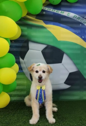 Tosa Intermediária 3